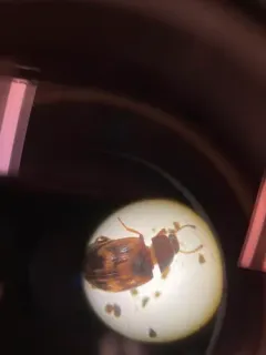 Variegated Darkling Beetle thumbnail 3