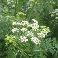 poison hemlock thumbnail 2