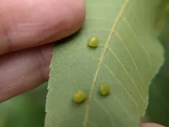 Caryomyia deflexipili thumbnail 3