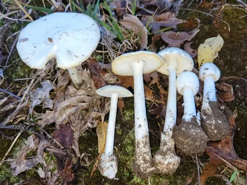 Garlic-odored Death Cap