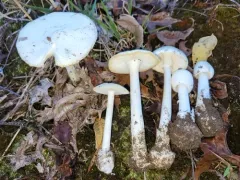 Garlic-odored Death Cap thumbnail 1