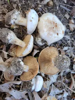 Cortinarius scaurotraganoides thumbnail 2