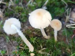 Lepiota oreadiformis thumbnail 2