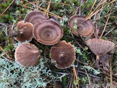 Hydnellum subzonatum thumbnail 4