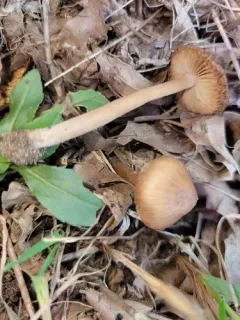 Inocybe cicatricata thumbnail 2