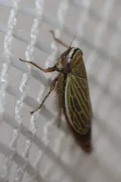 Pasaremus concentricus thumbnail 2