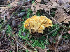 roothole rosette thumbnail 4