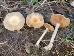 Cortinarius albocyaneus thumbnail 2