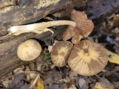 Psathyrella spintrigeroides thumbnail 4