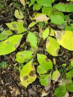 Hickory Anthracnose thumbnail 2