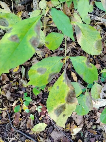 Hickory Anthracnose