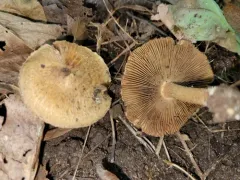 Inocybe dulciolens thumbnail 4