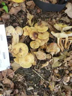 Pholiota angustipes thumbnail 2