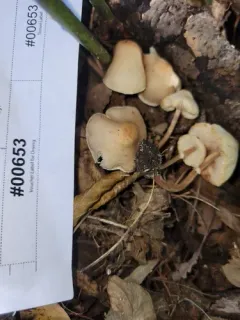 Lepiota neophana thumbnail 3