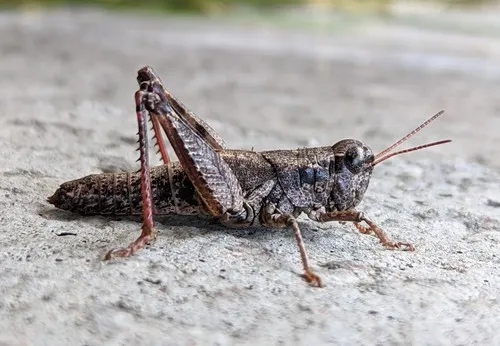 Melanoplus oregonis