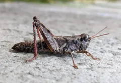 Melanoplus oregonis thumbnail 1