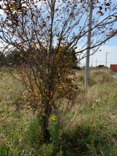 Pear Hawthorn thumbnail 2