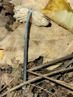 Entoloma pulchripes thumbnail 4