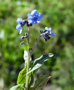 Chinese forget-me-not thumbnail 2