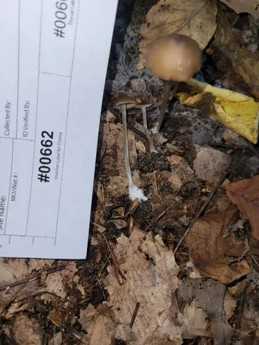 Entoloma psammophilohebes