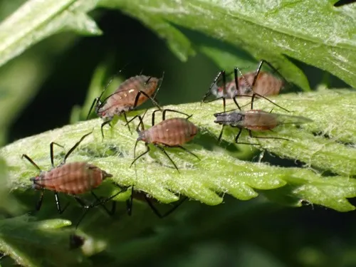 Tansy Aphid
