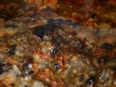 Hydroisotoma schaefferi thumbnail 1