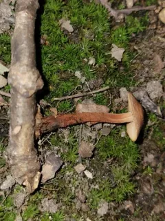 hairy-stalked collybia thumbnail 2