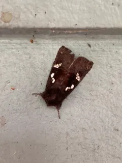 Culver's Root Borer Moth thumbnail 2