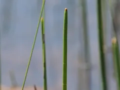 Horsetail Spikerush thumbnail 3