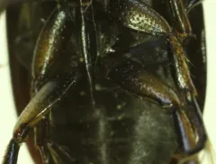 Tropisternus columbianus thumbnail 3