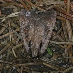 Attentive Dart thumbnail 2