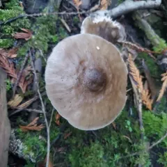 Western Deer Mushroom thumbnail 1