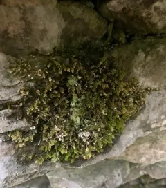 Rambling Tail-moss thumbnail 3