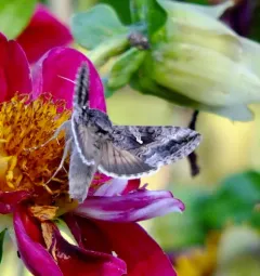 Gray Looper Moth thumbnail 3