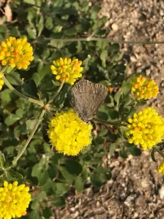 Western Sooty Hairstreak thumbnail 2