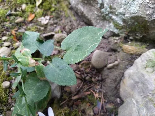 Ophiomyia asterovora