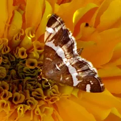 Hawaiian Beet Webworm Moth thumbnail 2