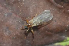 Platypalpus vittiger thumbnail 3