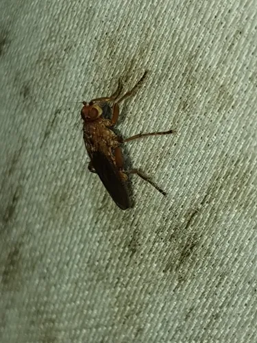 Lutomyia spurca