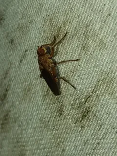 Lutomyia spurca thumbnail 1