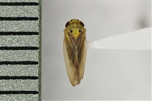 Caladonus coquilletti
