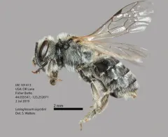 Tansy Mustard Sweat Bee thumbnail 2