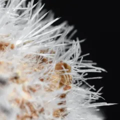 Tilachlidium brachiatum thumbnail 4