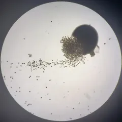Pitted Frillwort thumbnail 4