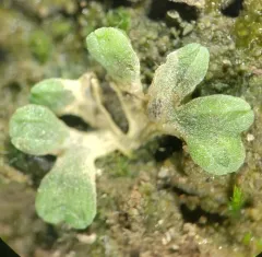 Lizard Crystalwort thumbnail 4