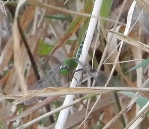 Great Pondhawk