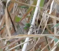 Great Pondhawk thumbnail 1