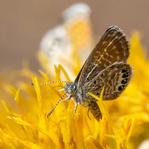 Western Pygmy-Blue