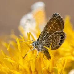 Western Pygmy-Blue thumbnail 1