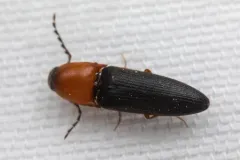 Megapenthes nigriventris thumbnail 4